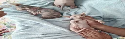 Sphynx gatti in vendita: Allevamento con affisso - Annuncio 3