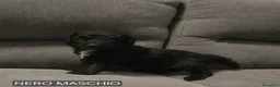 Barboncino cani in vendita: Barboncino  a Provincia di Cosenza - Annuncio 3