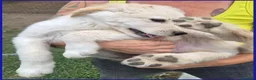Meticcio cani in regalo: HUMMUS DOLCE CUCCIOLO 2 MESI, BUONISSIMO E COCCOLO - Annuncio 3