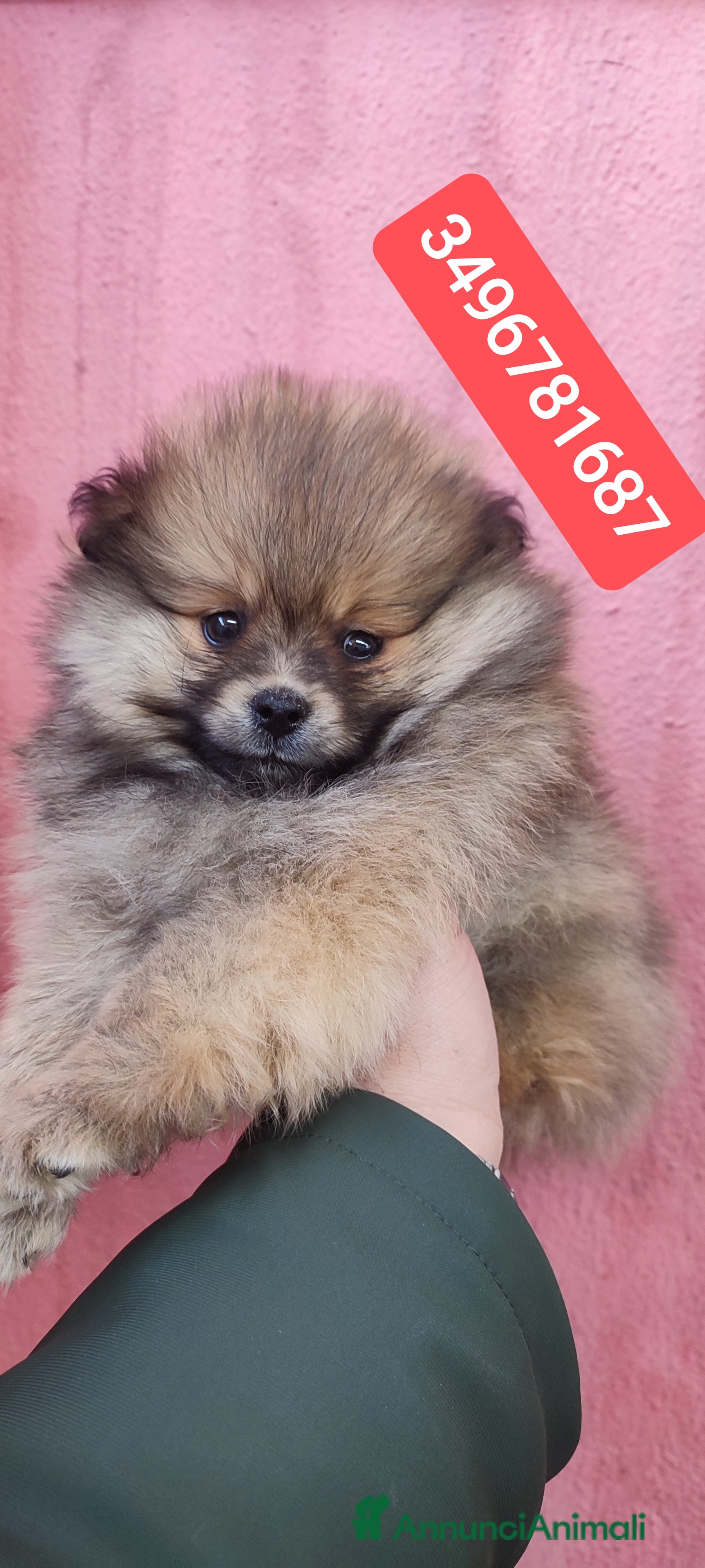 Spitz cani SPITZ TEDESCO PICCOLO stupendo batuffolo - Annuncio 25