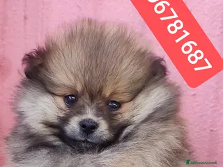 Spitz cani SPITZ TEDESCO PICCOLO stupendo batuffolo - Annuncio 25