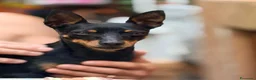 Pinscher Miniatura cani in vendita: Pinscher mini con pedigree ENCI  - Annuncio 3