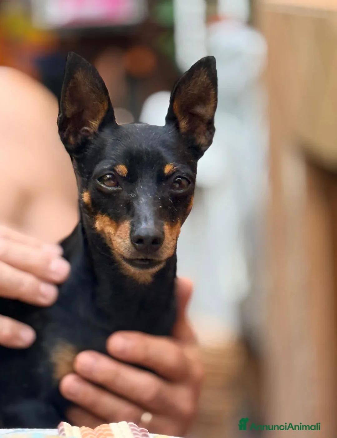 Pinscher Miniatura cani in vendita: Pinscher mini con pedigree ENCI  - Annuncio 3