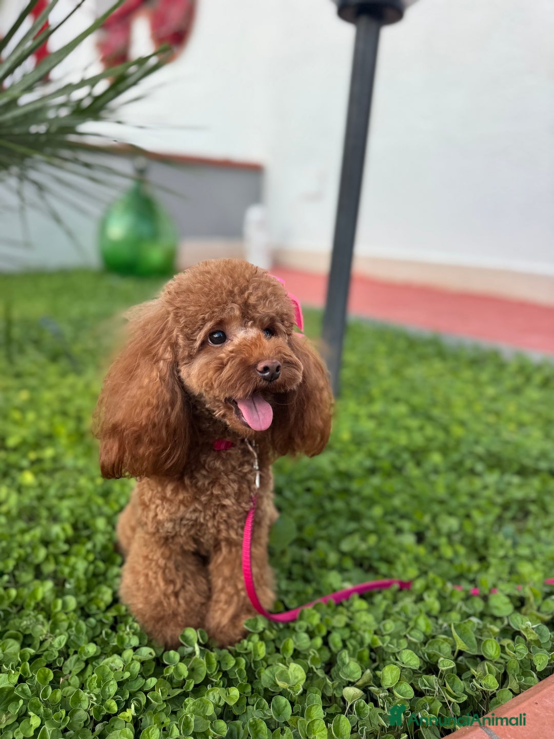 Barboncino Toy cani in vendita: Barboncini toy red  - Annuncio 1