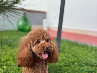 Barboncino Toy cani Barboncini toy red - Annuncio 11