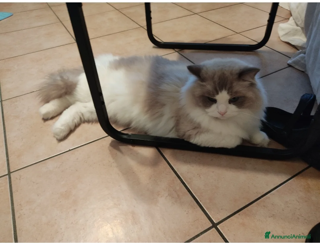 Ragdoll gatti per accoppiamento: Ragdoll maschio pedigree disponibile per monta  - Annuncio 2
