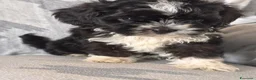 Shihpoo cani in vendita: Cuccioli di Shihpoo - Annuncio 5