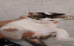 Europeo gatti in regalo: 4 gattini di 2 mesi - Immagine 2