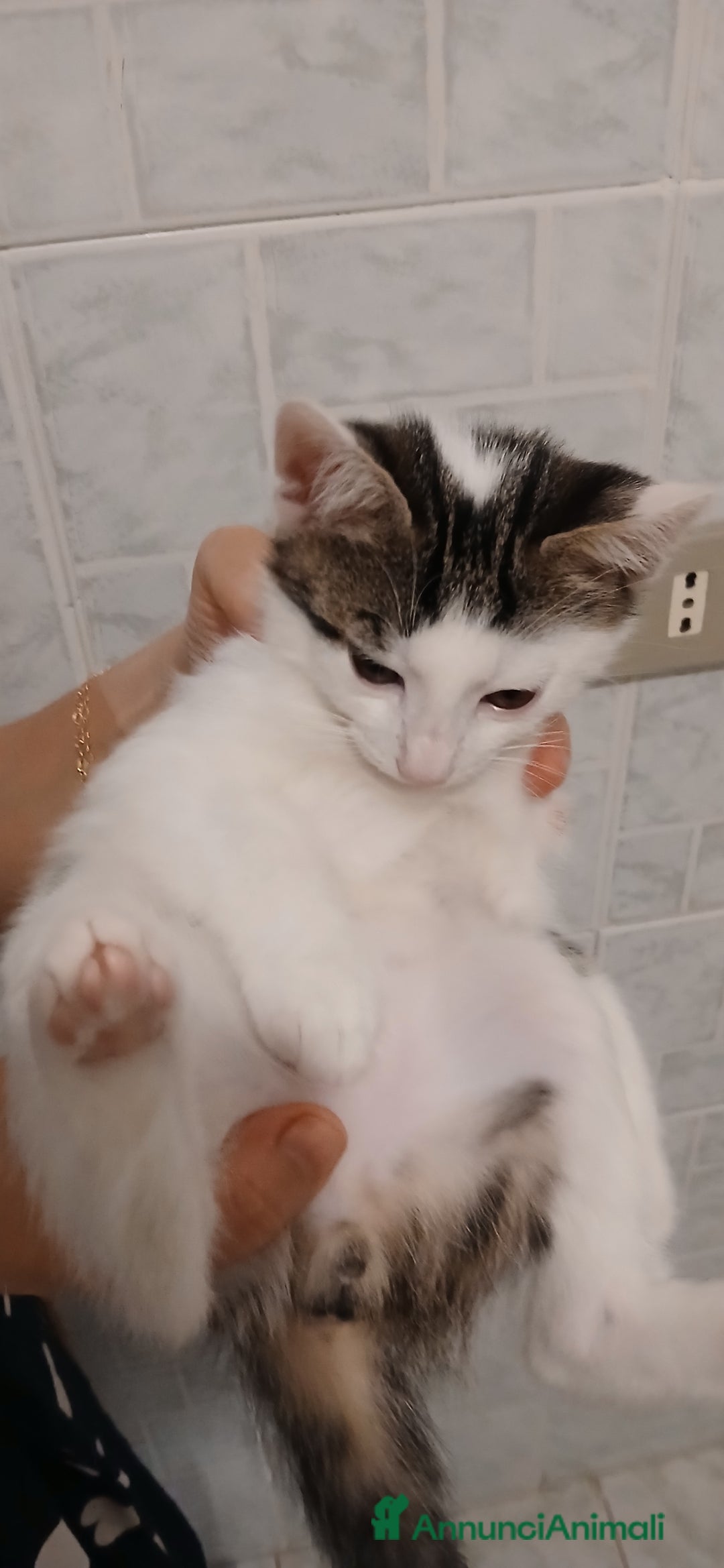 Europeo gatti in regalo: 4 gattini di 2 mesi - Immagine 2