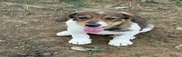 Meticcio cani in regalo: DARA, cucciola dagli occhioni dolci!  - Annuncio 5