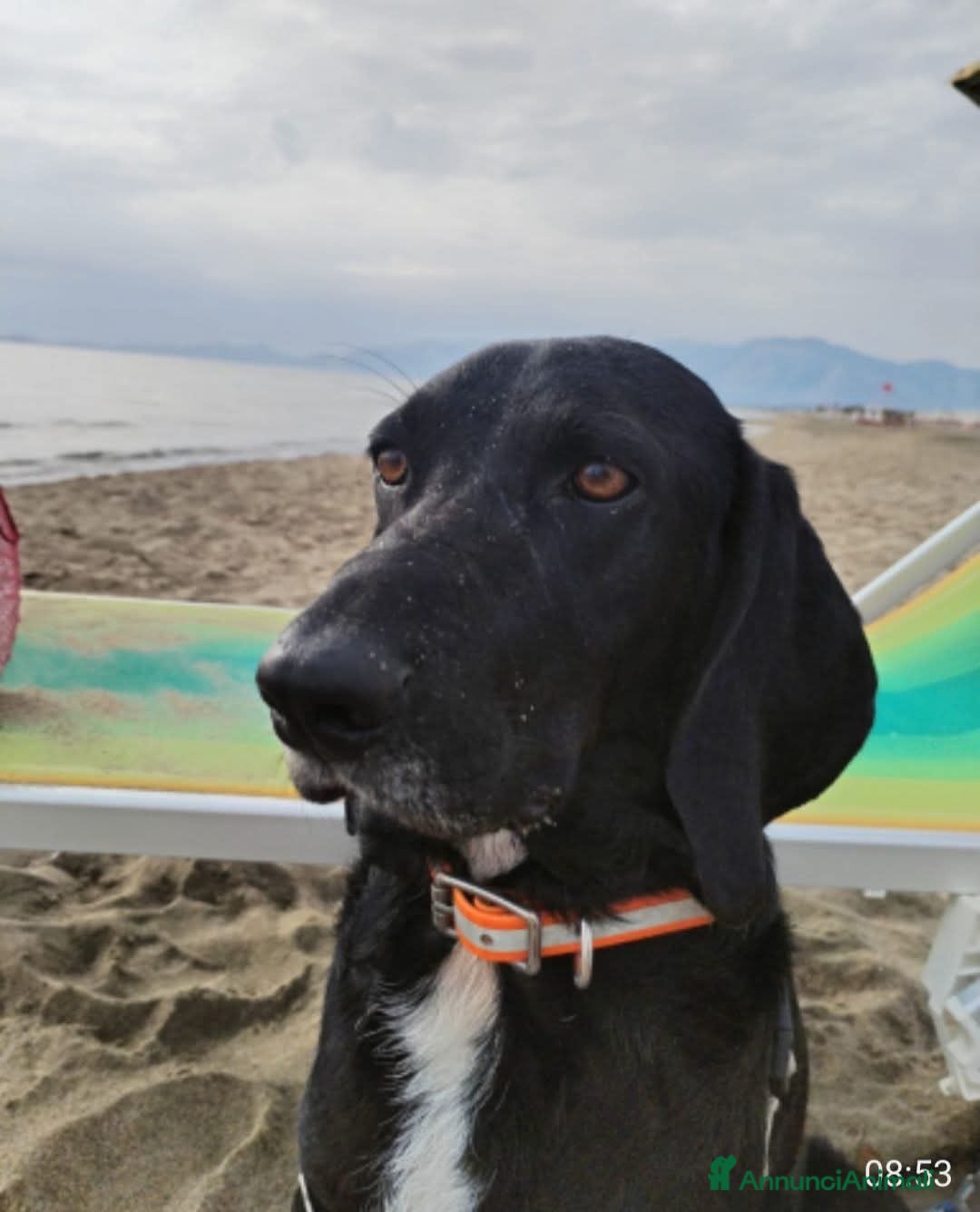 Meticcio cani ADOZ.DEL CUORE: non sa che non lo vogliono più! - Annuncio 35