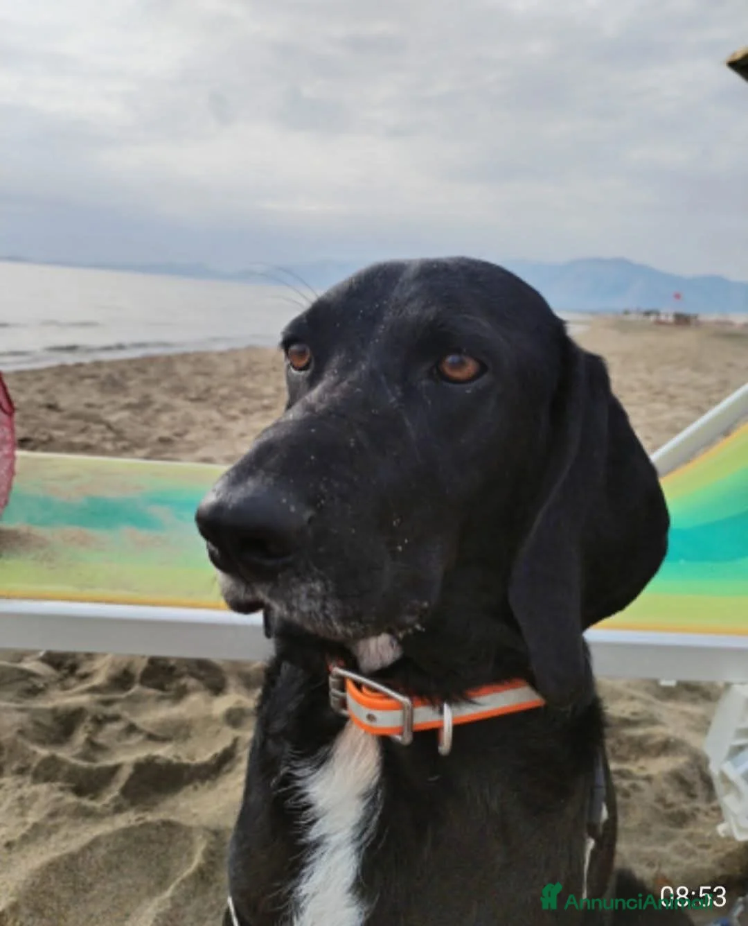 Meticcio cani in regalo: ADOZ.DEL CUORE: non sa che non lo vogliono più! - Annuncio 1