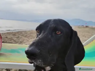 Meticcio cani ADOZ.DEL CUORE: non sa che non lo vogliono più! - Annuncio 35