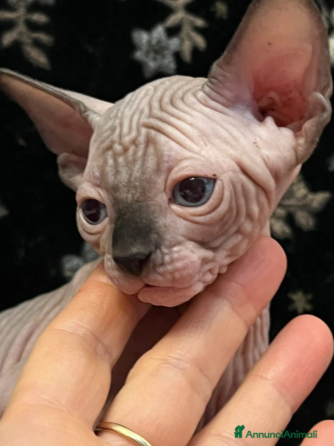 Sphynx gatti in vendita: Sphynx  a Città metropolitana di Roma Capitale - Annuncio 6