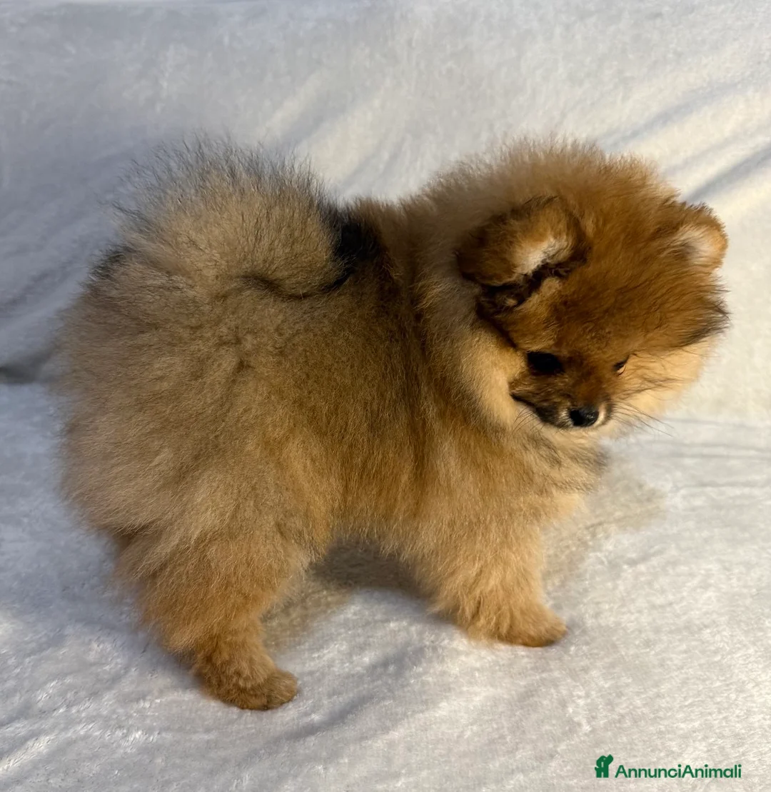 Spitz cani in vendita: Vendesi cucciolo di Pomerania femmina. - Annuncio 7