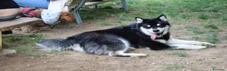 Alaskan Malamute cani per accoppiamento: Alaskan malamute a Provincia di Livorno - Annuncio 31