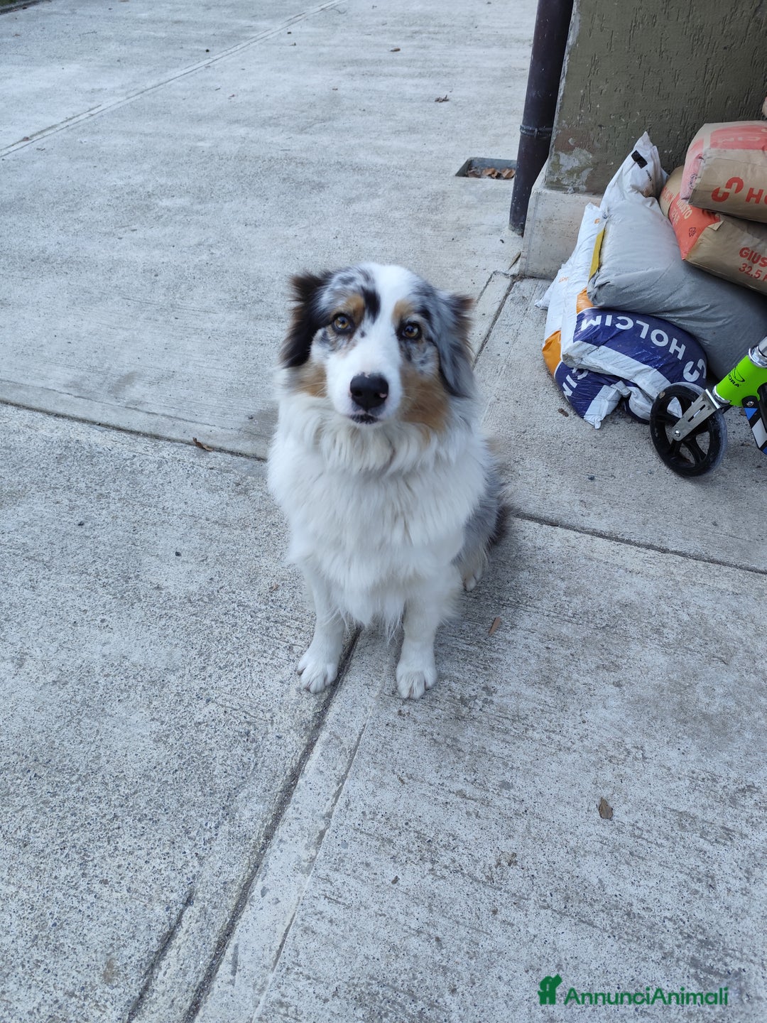 Australian Shepherd cani per accoppiamento: Cerco pastore australiano maschio per monta per  - Annuncio 2