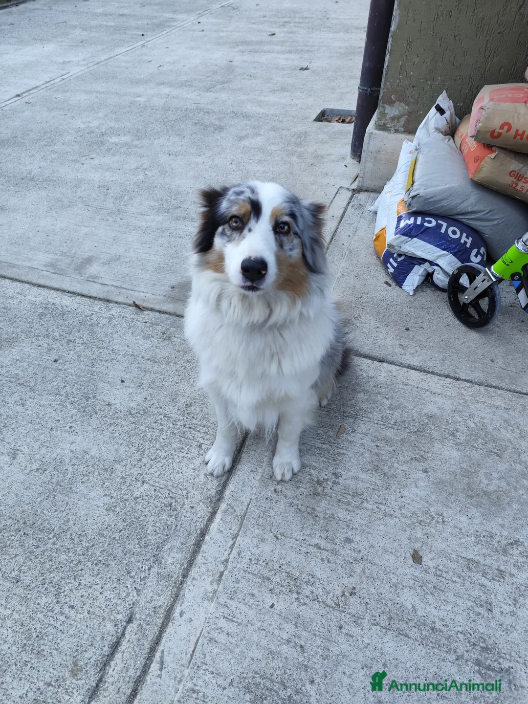 Australian Shepherd cani per accoppiamento: Cerco pastore australiano maschio per monta per  - Annuncio 2