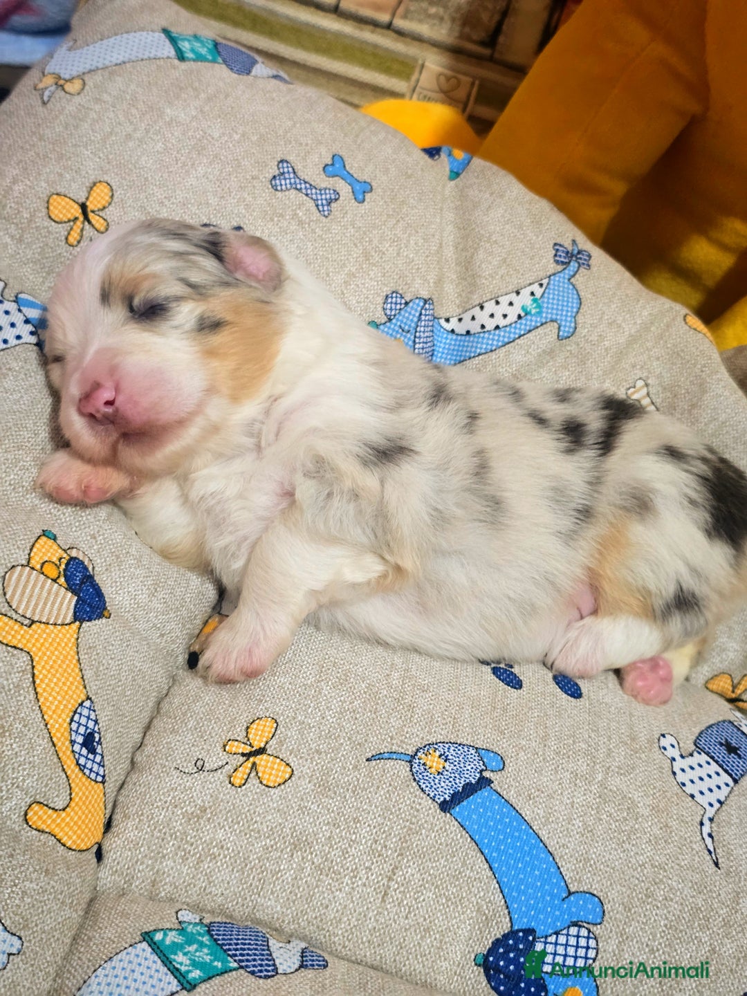 Australian Shepherd cani in vendita: Cucciole di pastore australiano con pedigree ENCI - Annuncio 26