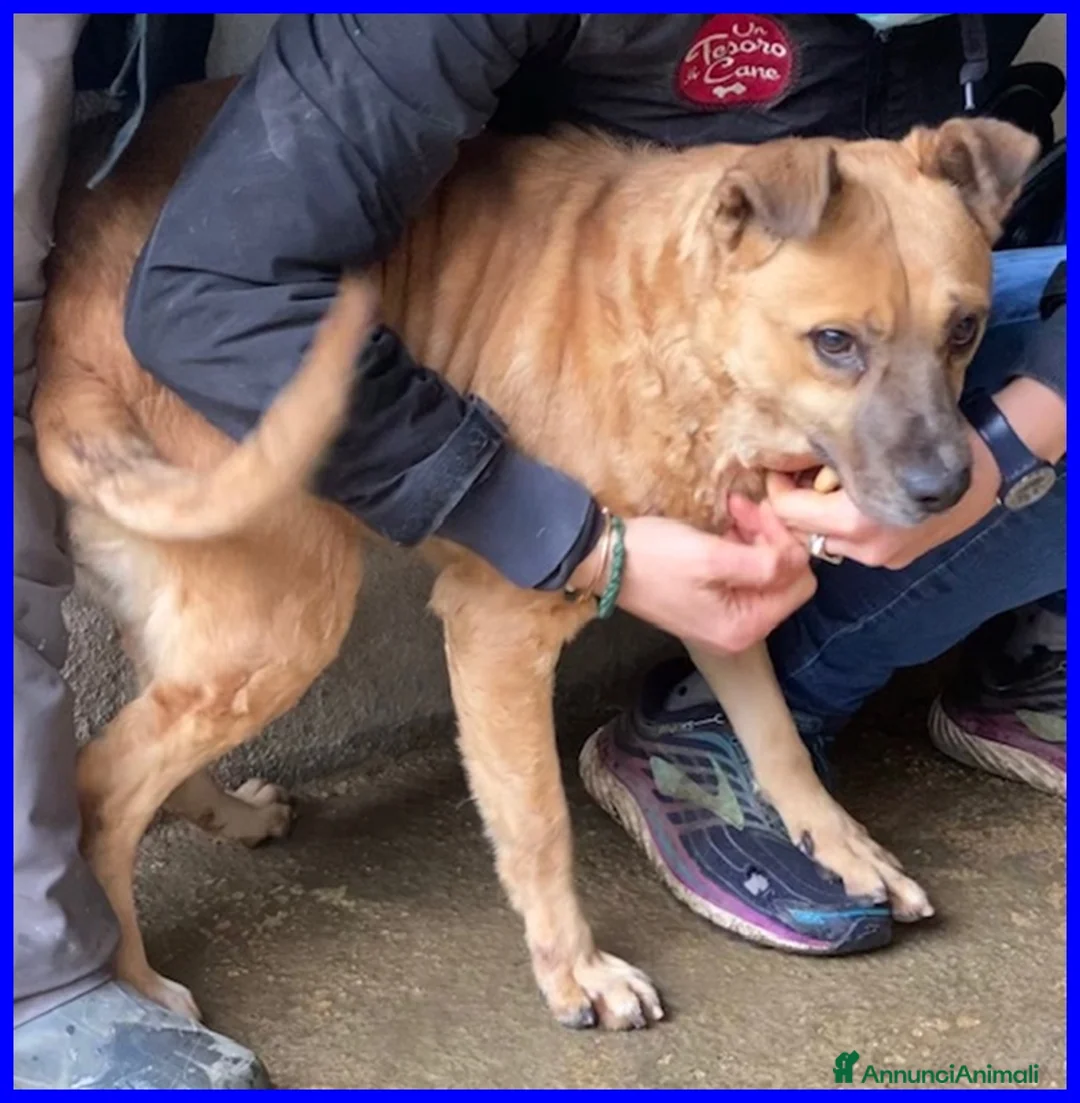 Meticcio cani in regalo: ORIANA dolce nonnina tg mediopicc. - Annuncio 3