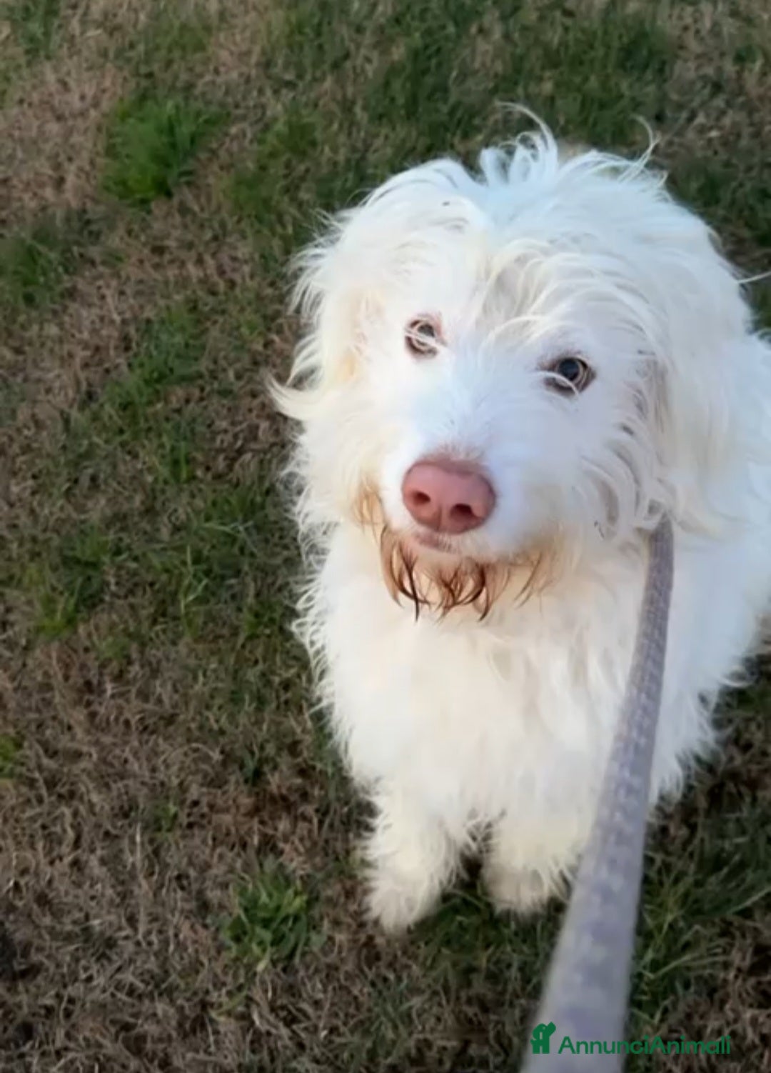 Meticcio cani in regalo: BUTTATO VIA DALLA SUA FAMIGLIA  - Annuncio 1