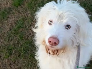 Meticcio cani BUTTATO VIA DALLA SUA FAMIGLIA - Annuncio 1