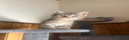 Meticcio gatti in regalo: GATTINI a Provincia di Piacenza - Annuncio 4