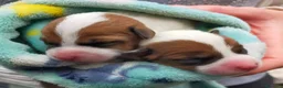 Jack Russell cani in vendita: Jack Russel cucciole  - Annuncio 5