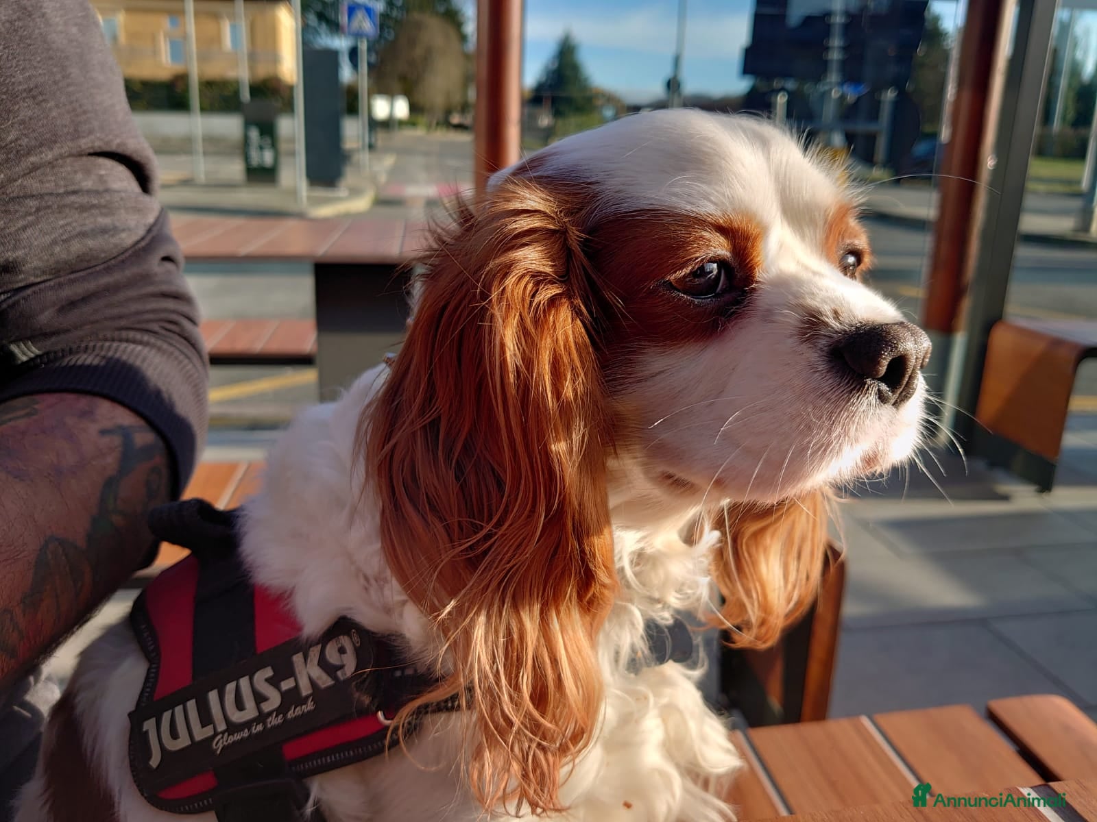 Cavalier King cani Per Monta Stallone Cavalier King Spaniel Blemhein  - Annuncio 10