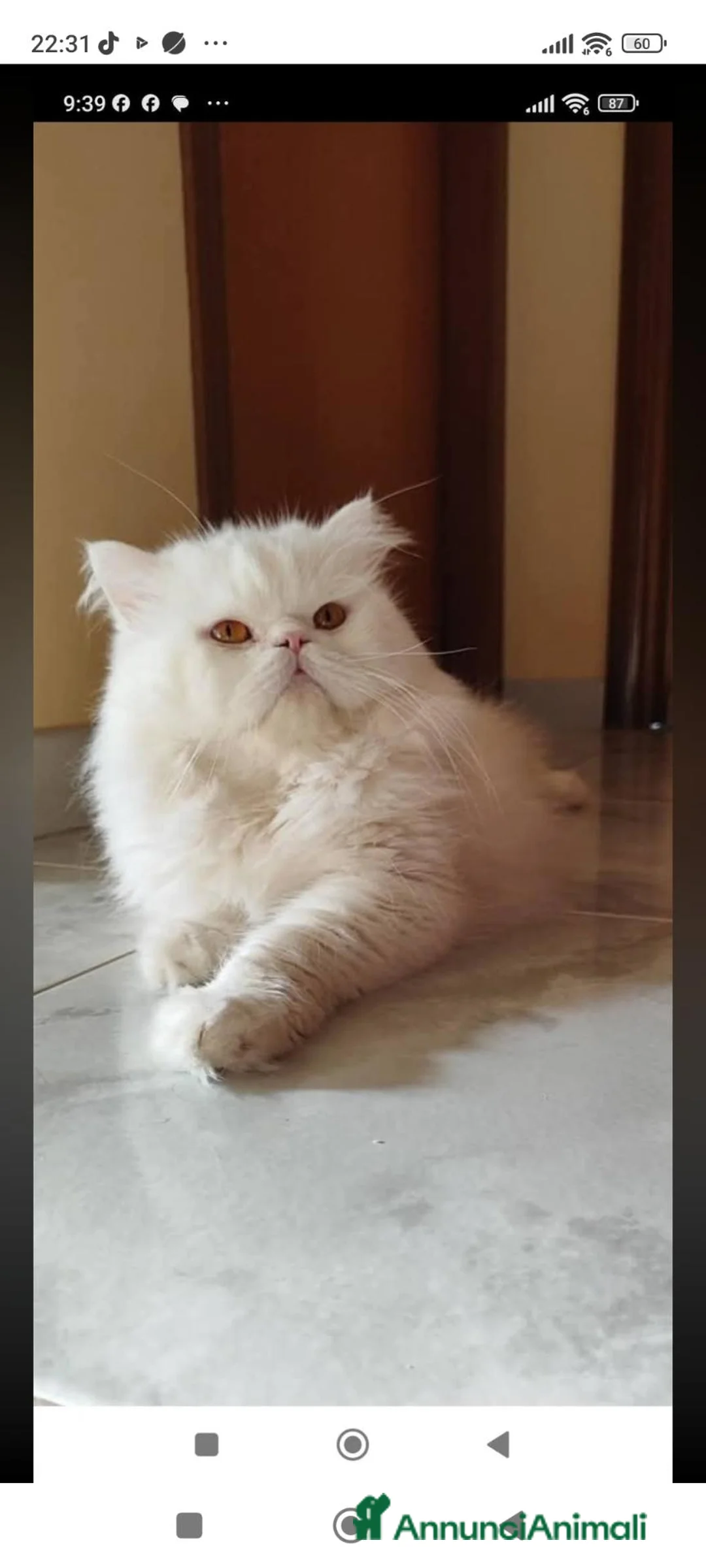 Persiano gatti per accoppiamento: Gatto persiano disponibile x monta - Annuncio 1