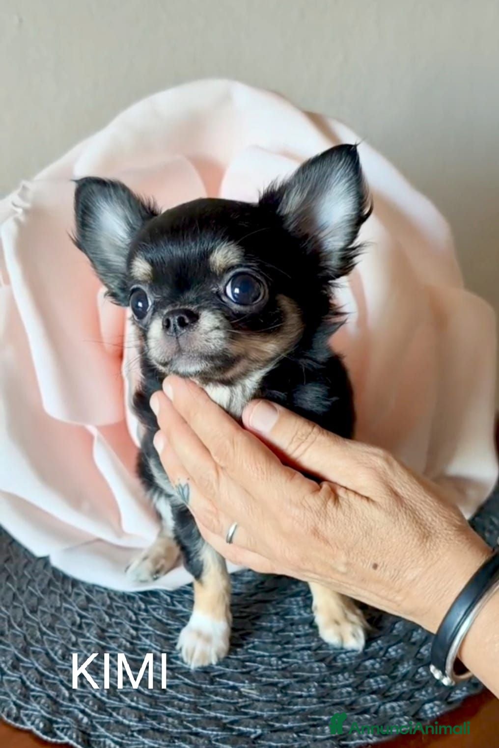 Chihuahua cani 2 splendidi cuccioli disponibili subito - Annuncio 1