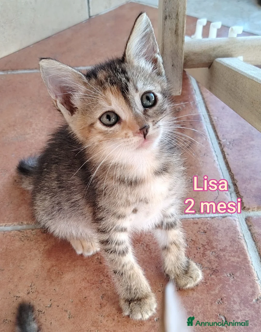 Altre razze gatti in regalo: ADOTTA UN GATTINO! a Provincia di Reggio Emilia - Annuncio 12
