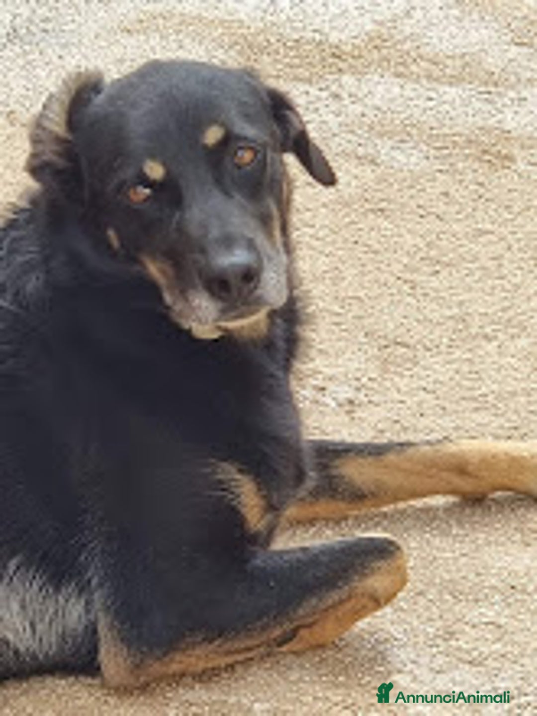 Meticcio cani in regalo: GIORDIE dolce e buono  - Annuncio 6