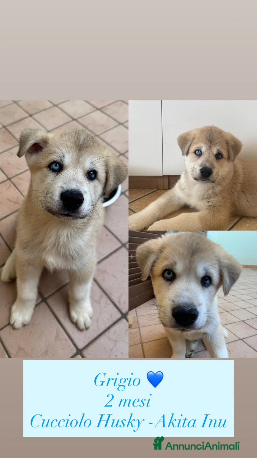 Meticcio cani in vendita: Cuccioli di Huskita - Annuncio 2