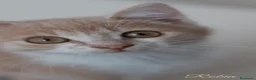 Altre razze gatti in regalo: Gattini - Annuncio 8