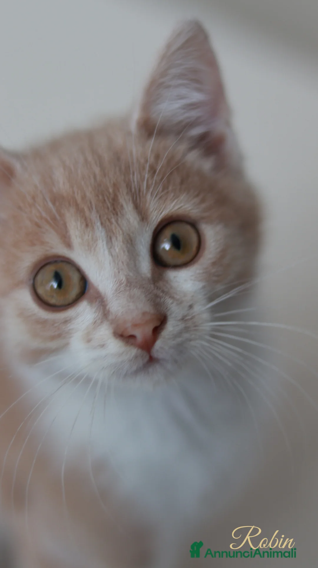 Altre razze gatti in regalo: Gattini - Annuncio 8