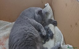 British gatti in vendita: Disponibile cucciolo maschio e femmina blu - Immagine 3