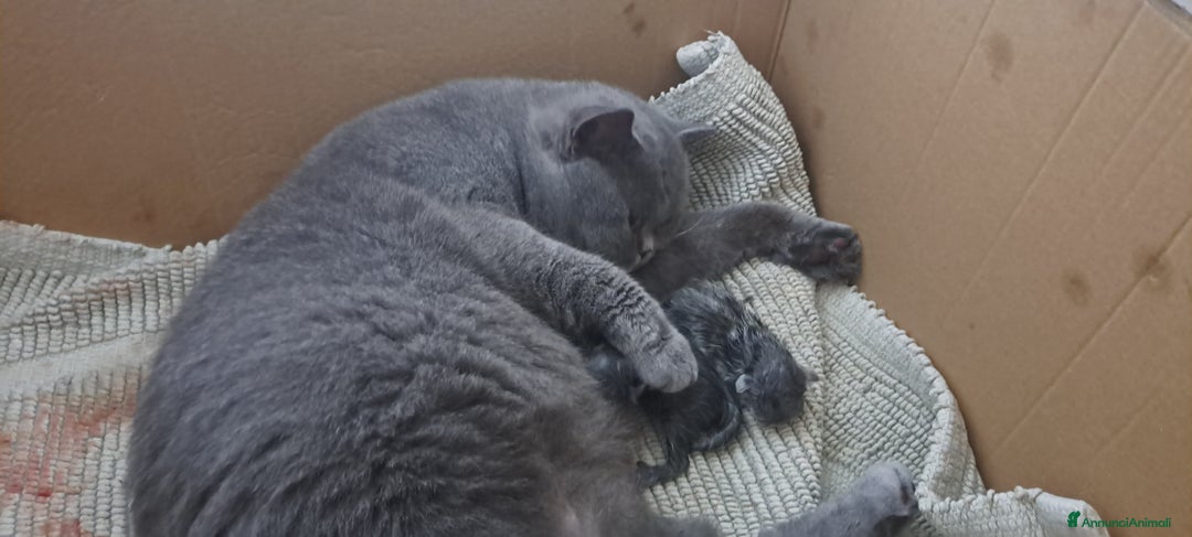 British gatti in vendita: Disponibile cucciolo maschio e femmina blu - Immagine 3