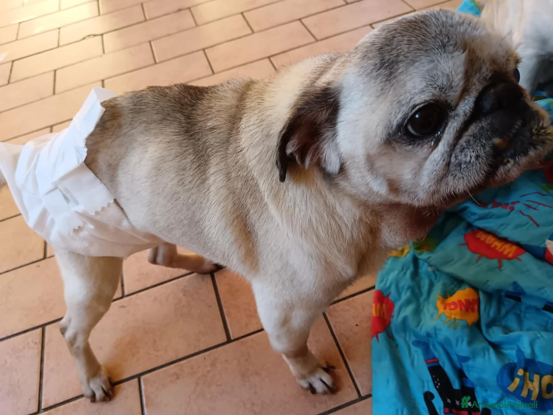 Carlino cani in regalo: regalo cane carlino  - Annuncio 5