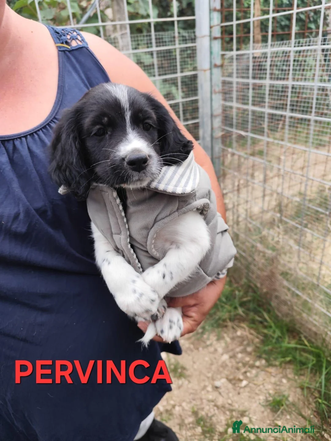 Meticcio cani in regalo: CUCCIOLI 2 mesi taglia media - Annuncio 1