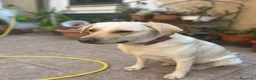 Labrador cani in vendita: Cuccioli di Labrador - Annuncio 2