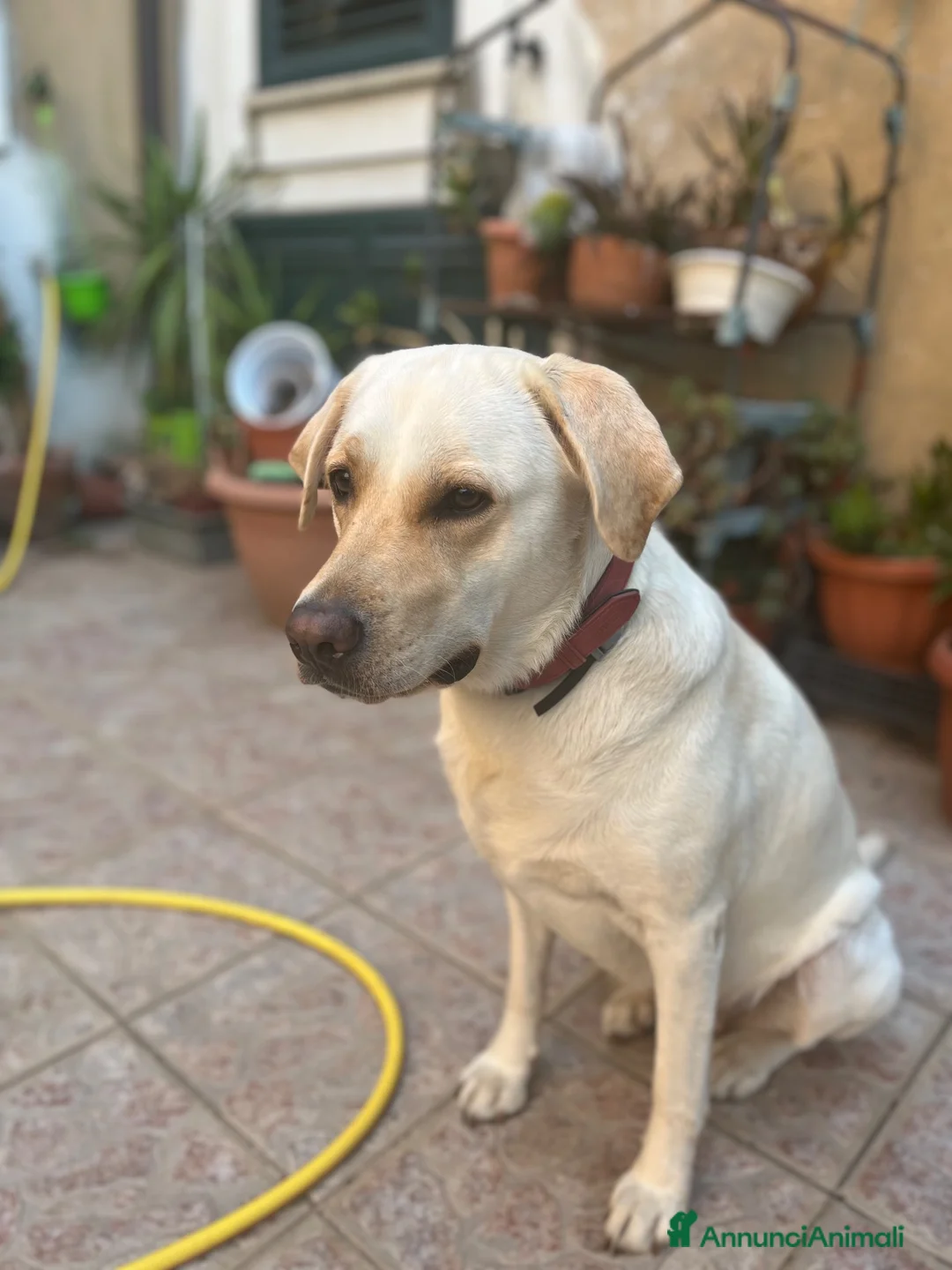 Labrador cani in vendita: Cuccioli di Labrador - Annuncio 2