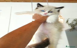 Ragdoll gatti in vendita: Cuccioli RAGDOLL con Pedigree Ministeriale AGI  a Provincia di Teramo - Immagine 5
