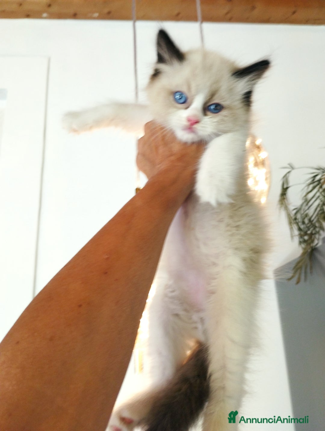 Ragdoll gatti in vendita: Cuccioli RAGDOLL con Pedigree Ministeriale AGI  a Provincia di Teramo - Immagine 5