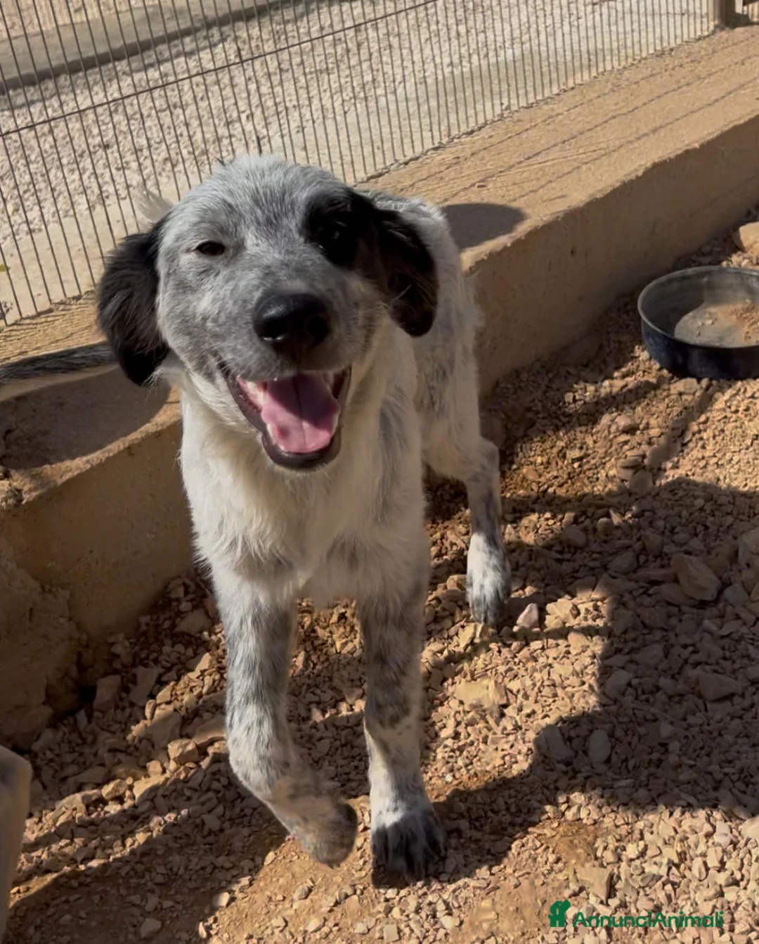 Meticcio cani in regalo: 3cuccioli di 6mesi NESSUNA RICHIESTA X LORO.BARI - Annuncio 8