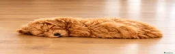 Barboncino Toy cani in vendita: Barboncini Toy Red  - Annuncio 4