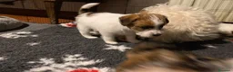 Jack Russell cani in vendita: Cucciolo maschio JACK RUSSELL TERRIER pelo ruvido - Annuncio 11