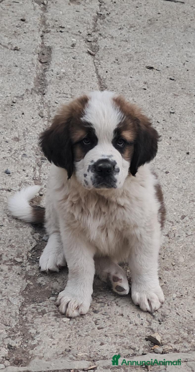 San Bernardo cani Cuccioli  di San Bernardo  - Annuncio 19