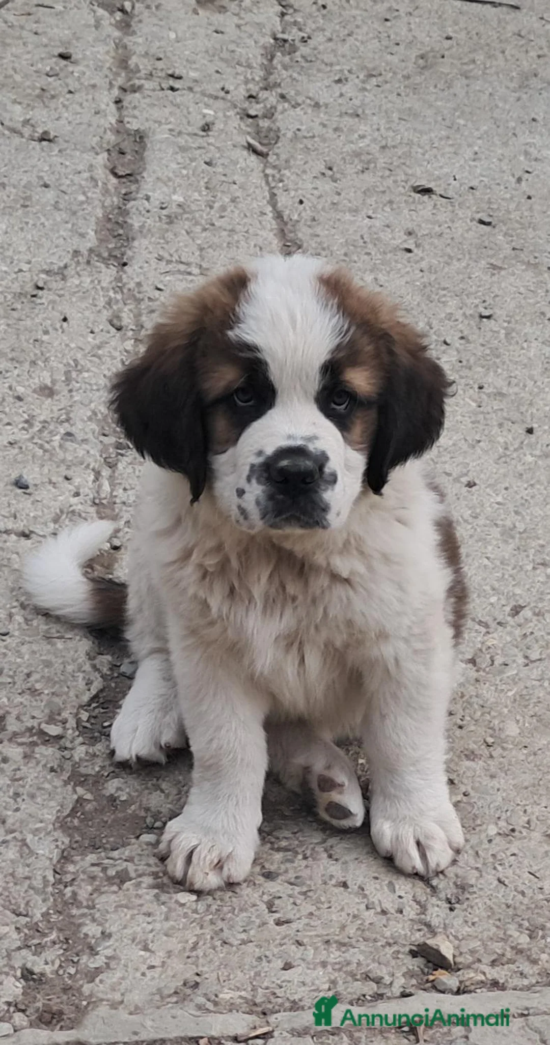 San Bernardo cani in vendita: Cuccioli  di San Bernardo  - Annuncio 1