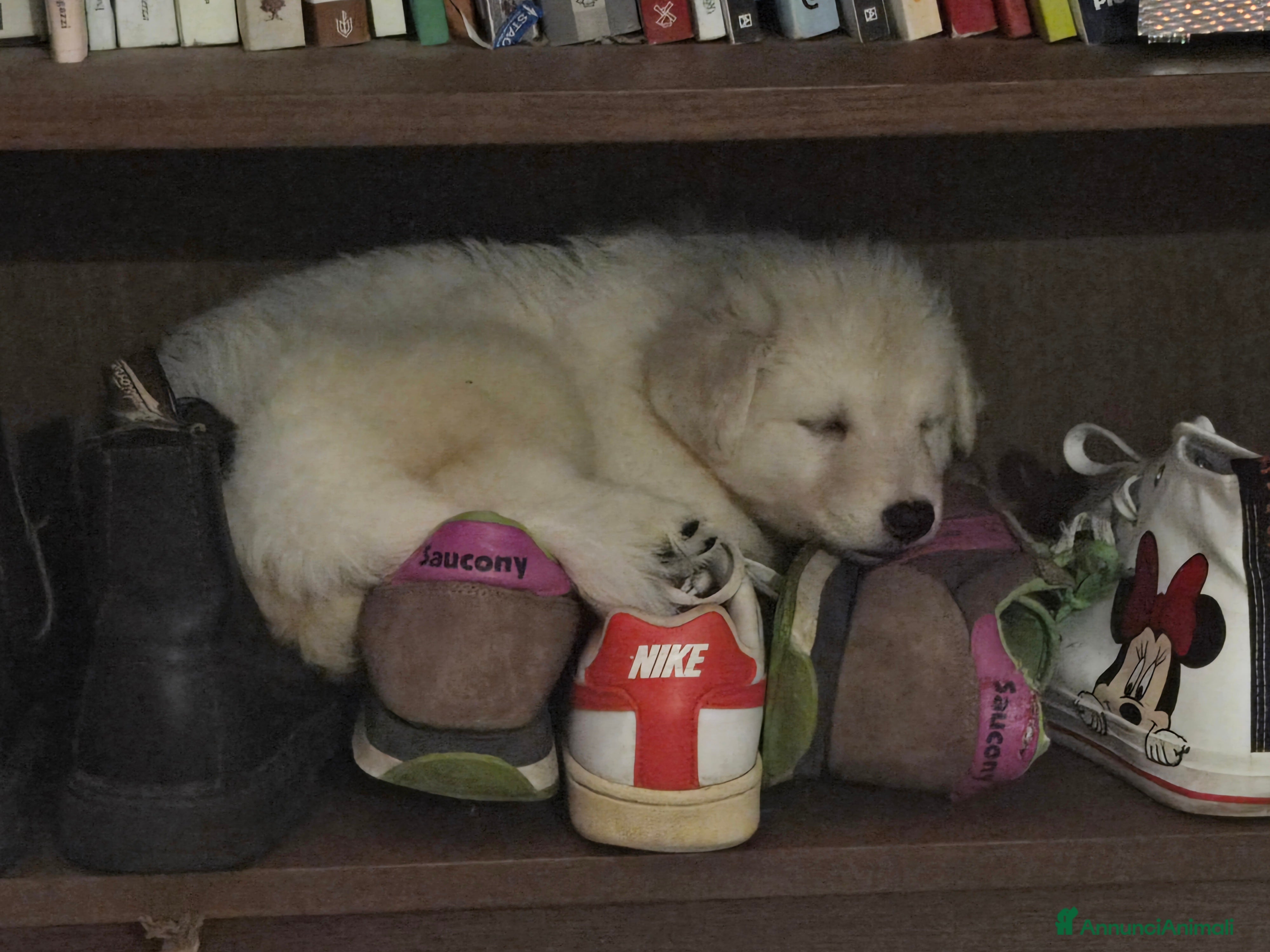 Pastore Svizzero cani Cuccioli di pastore svizzero bianco - Annuncio 1